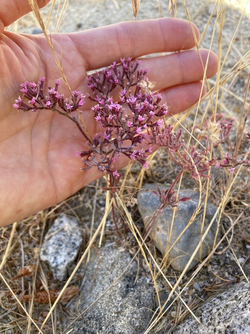 Riverside Spineflower photo 3