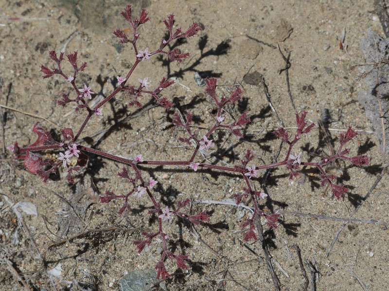 Riverside Spineflower photo 4