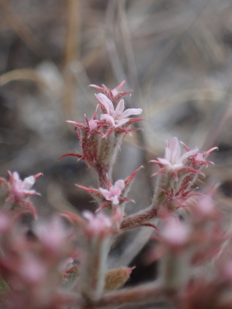 Riverside Spineflower photo 5