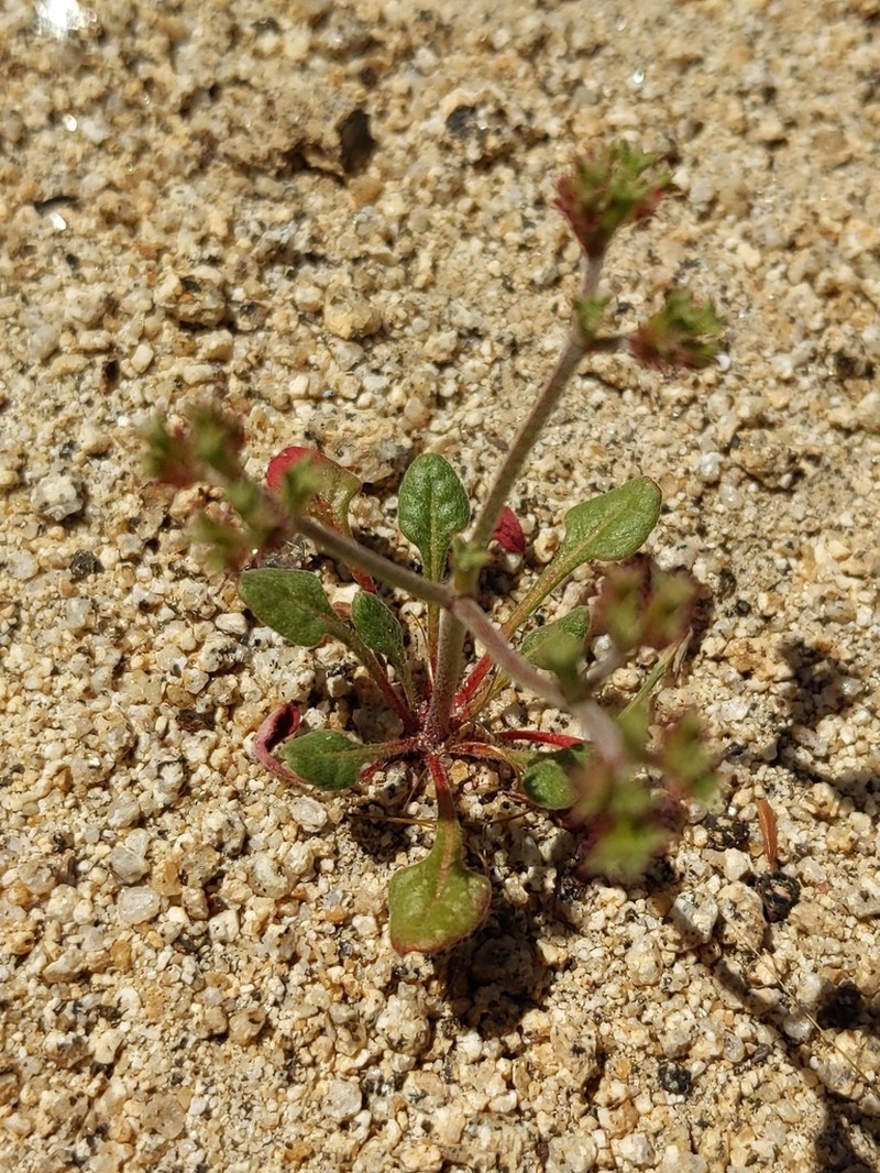 Riverside Spineflower photo 6