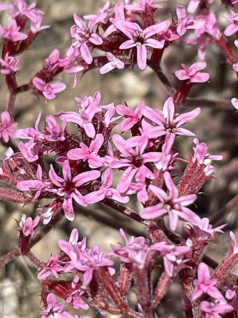 Riverside Spineflower photo 8