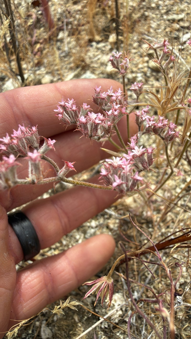 Chorizanthe xanti var. leucotheca
