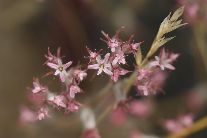 Chorizanthe xanti var. leucotheca photo 2