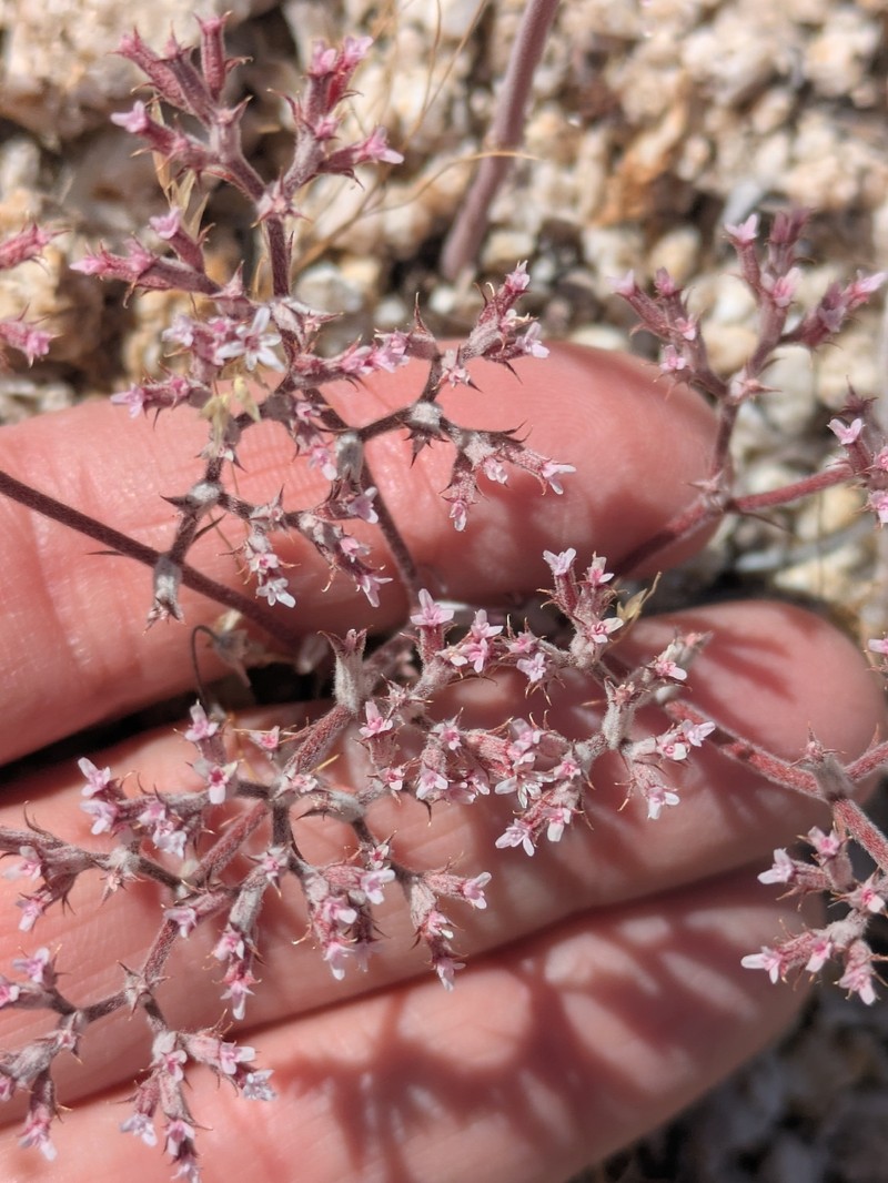 Chorizanthe xanti var. leucotheca photo 3