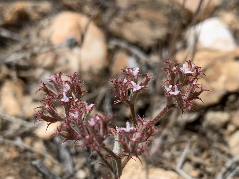 Chorizanthe xanti var. leucotheca photo 4