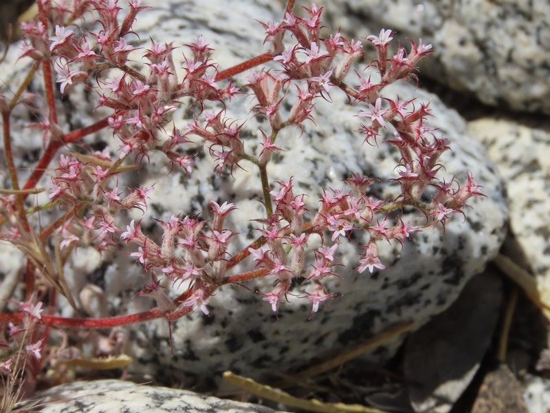 Chorizanthe xanti var. leucotheca photo 5