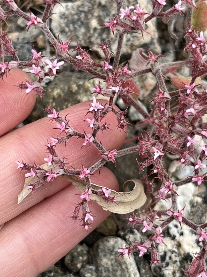 Chorizanthe xanti var. leucotheca photo 6