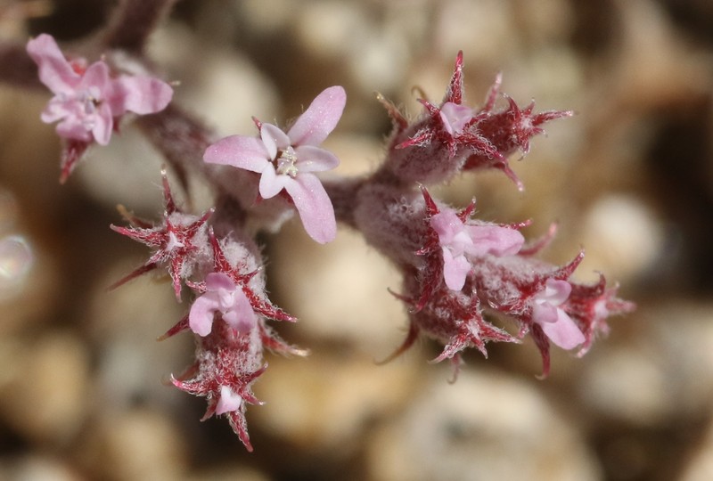Chorizanthe xanti var. leucotheca photo 7