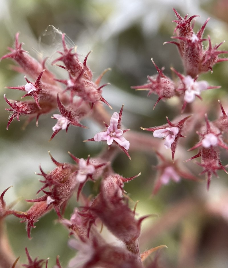Chorizanthe xanti var. leucotheca photo 8