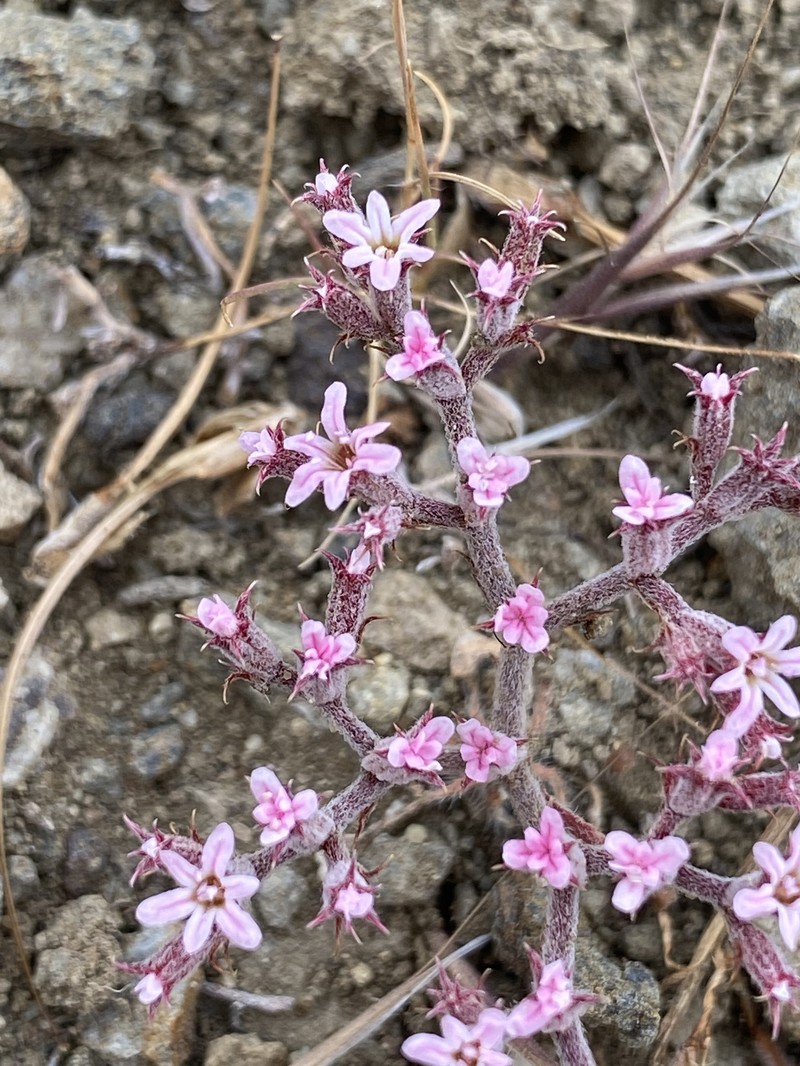 Chorizanthe xanti var. xanti
