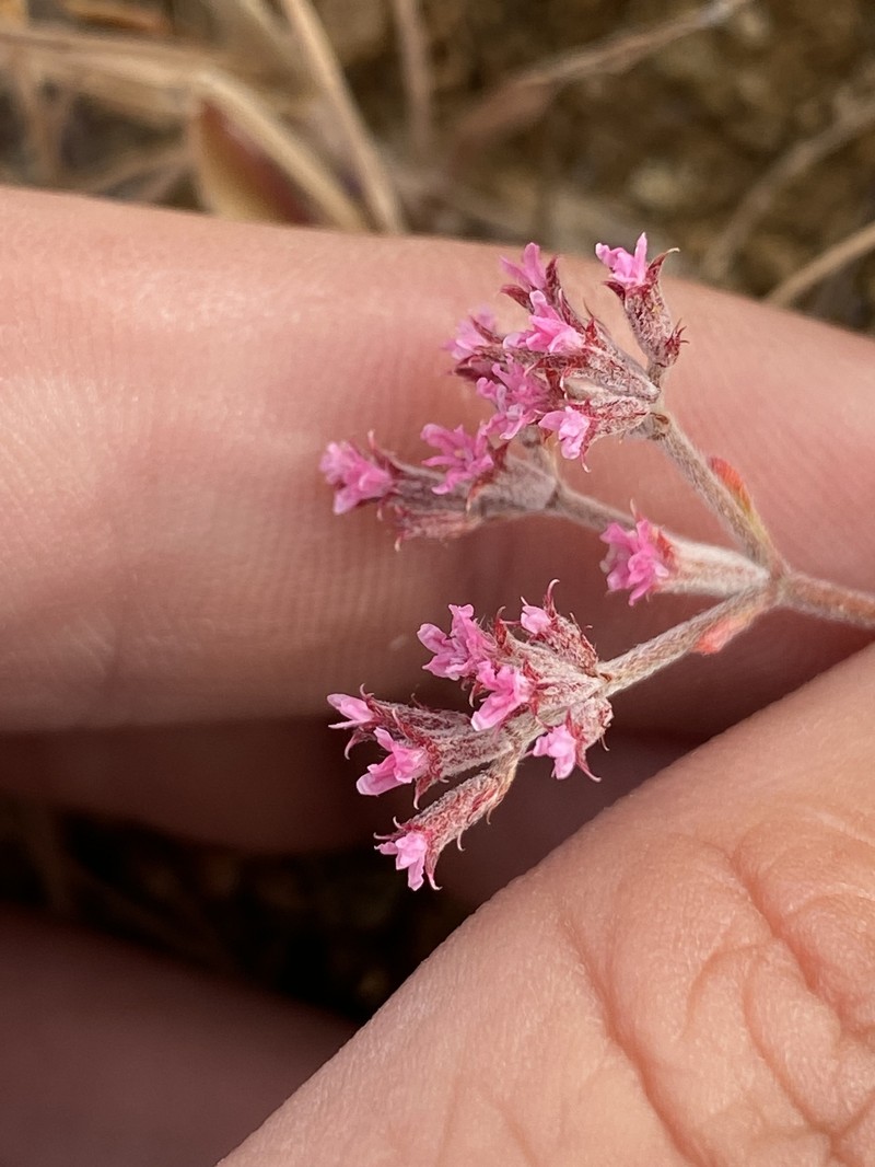 Chorizanthe xanti var. xanti photo 2