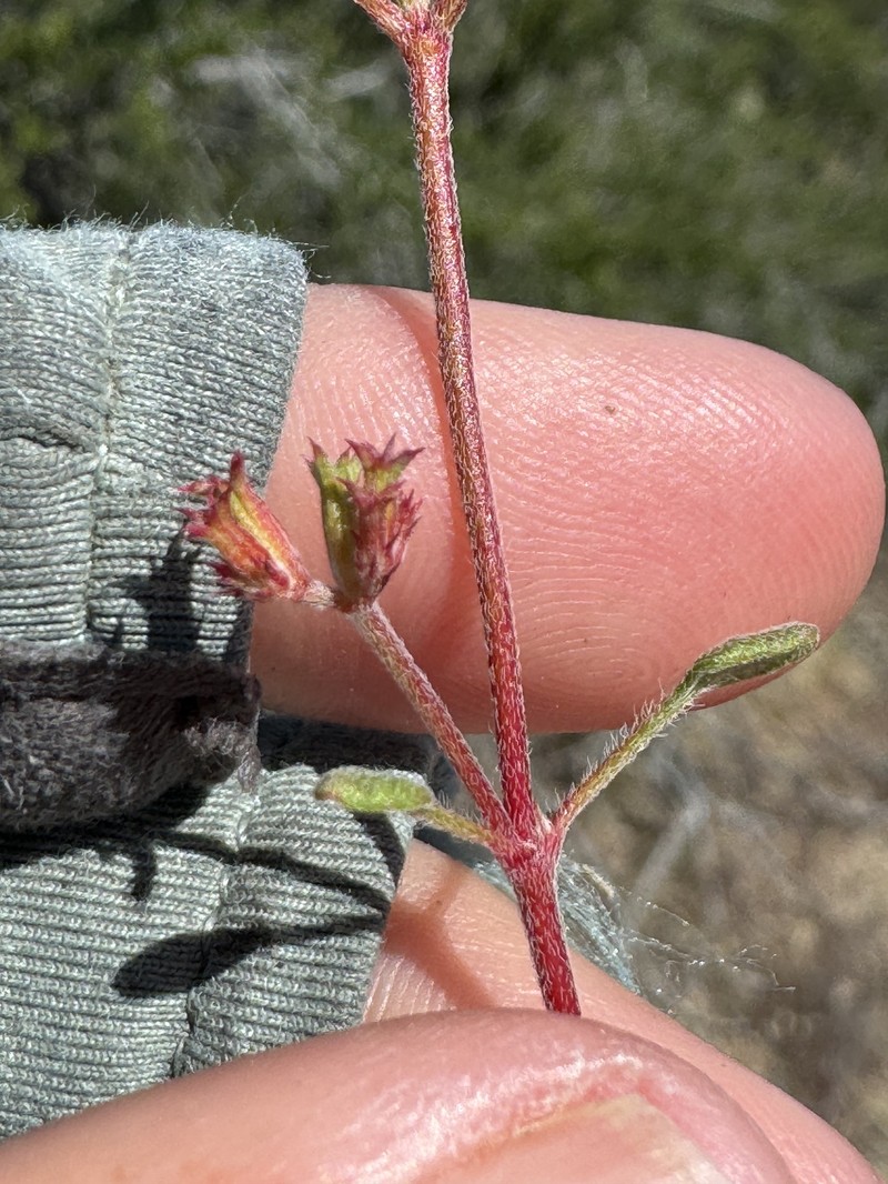 Chorizanthe xanti var. xanti photo 3