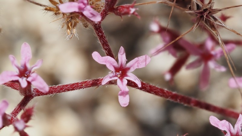 Chorizanthe xanti var. xanti photo 5