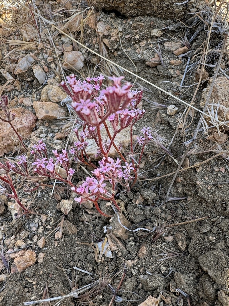Chorizanthe xanti var. xanti photo 6