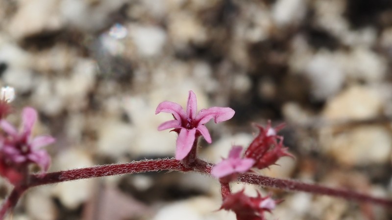 Chorizanthe xanti var. xanti photo 7