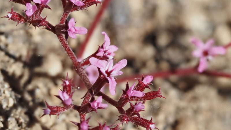 Chorizanthe xanti var. xanti photo 8