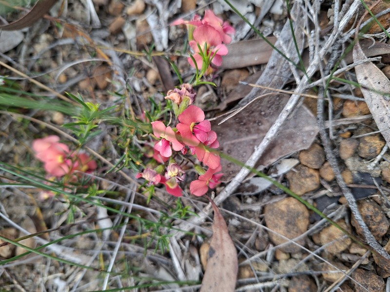 Chorizema aciculare subsp. aciculare