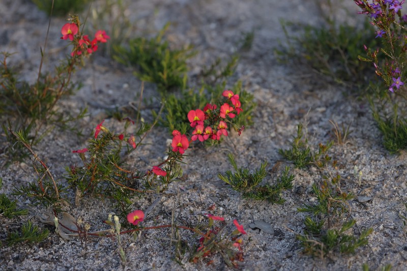 Chorizema aciculare subsp. aciculare photo 2