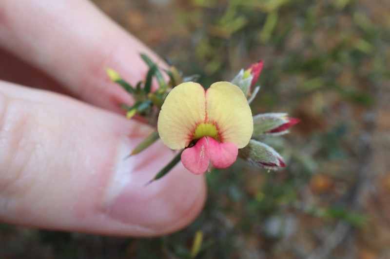 Chorizema aciculare subsp. aciculare photo 3