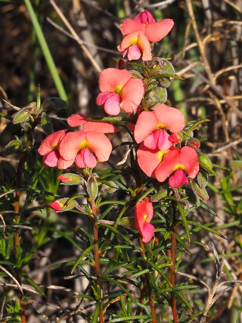 Chorizema aciculare subsp. aciculare photo 4
