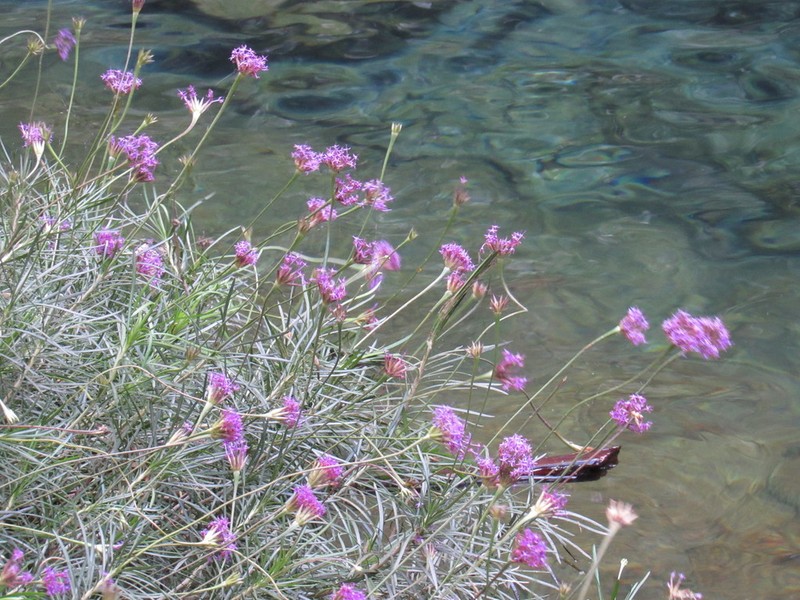 Chresta angustifolia