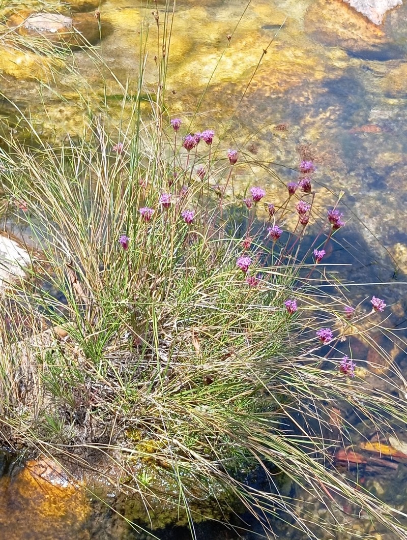 Chresta angustifolia photo 2