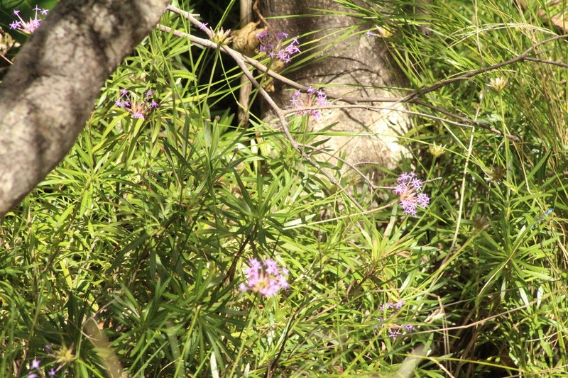 Chresta angustifolia photo 3
