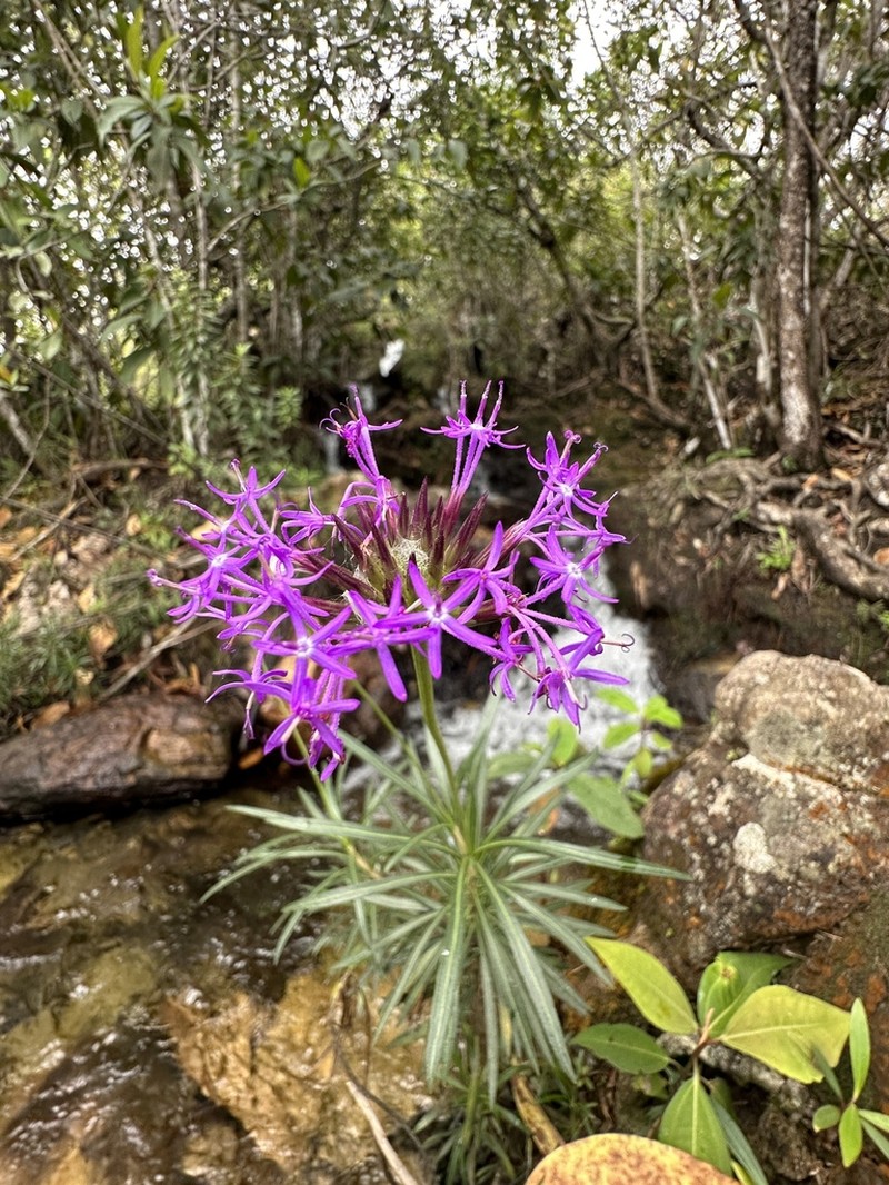 Chresta angustifolia photo 4