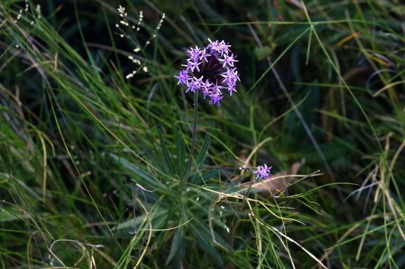 Chresta angustifolia photo 5