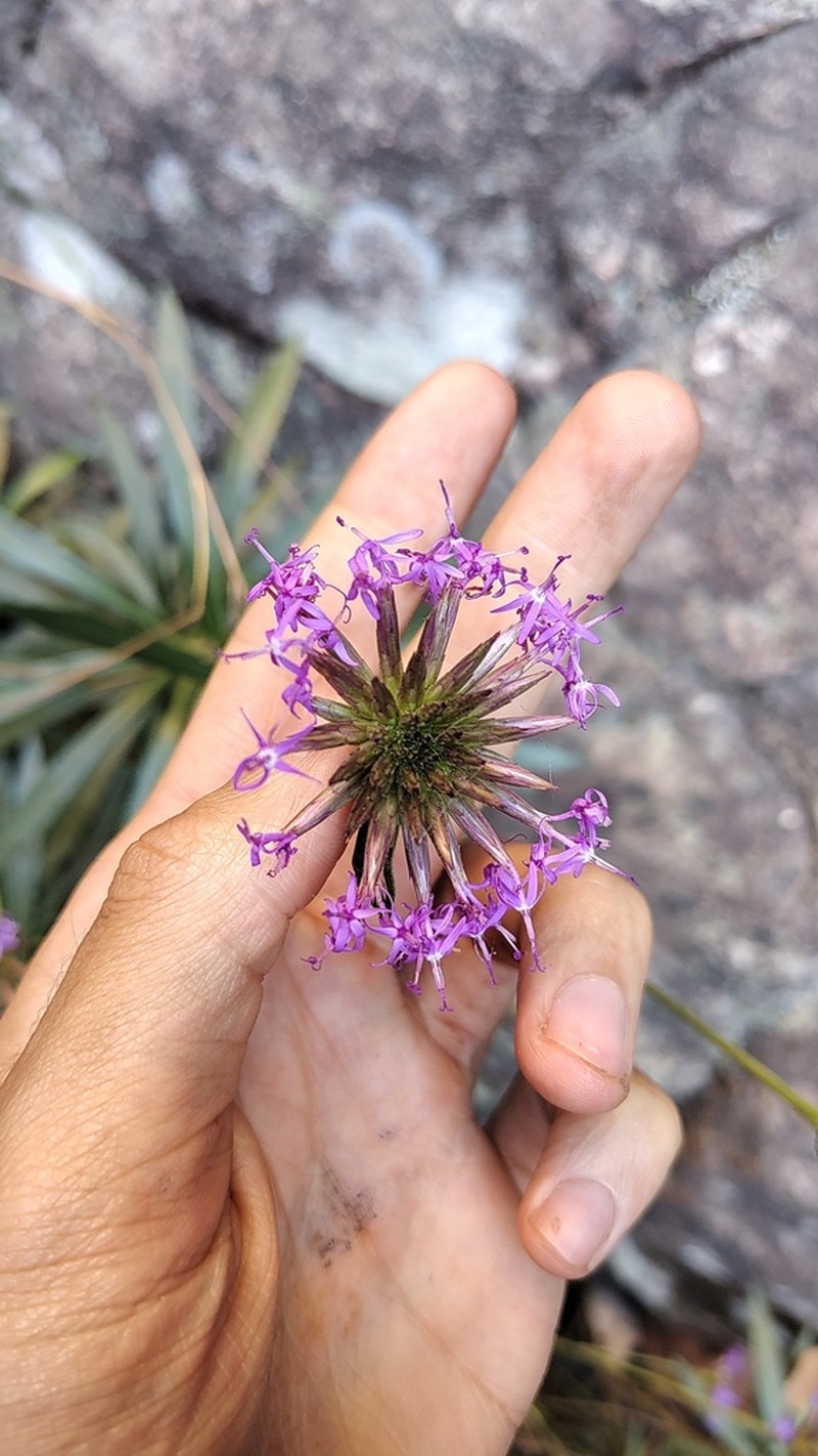 Chresta angustifolia photo 6