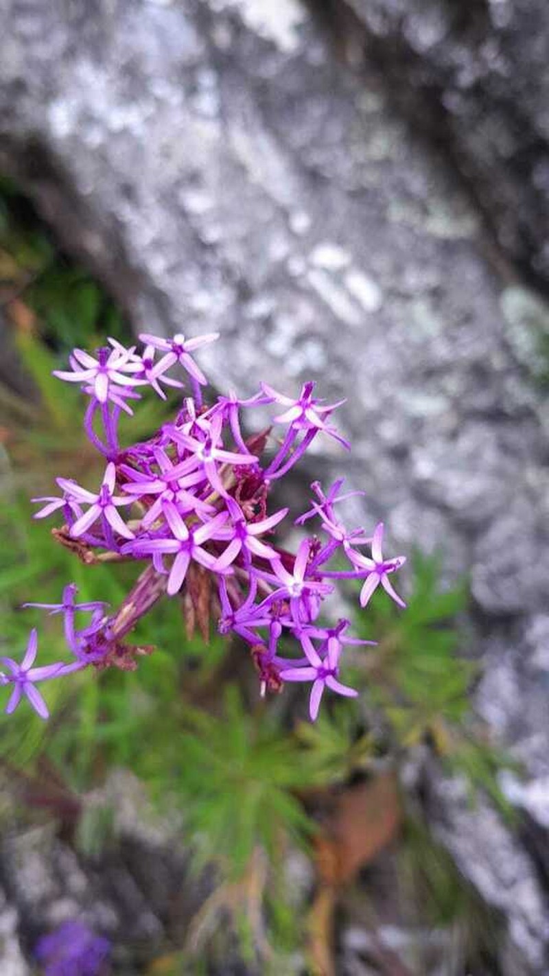 Chresta angustifolia photo 7