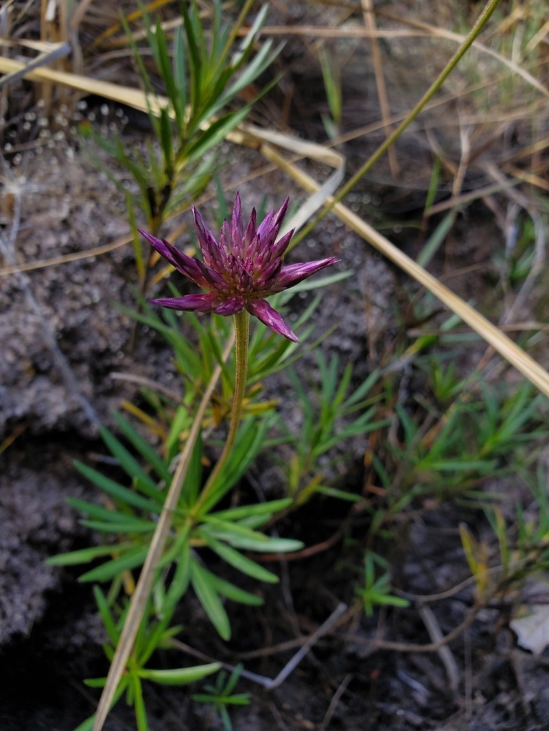 Chresta angustifolia photo 8