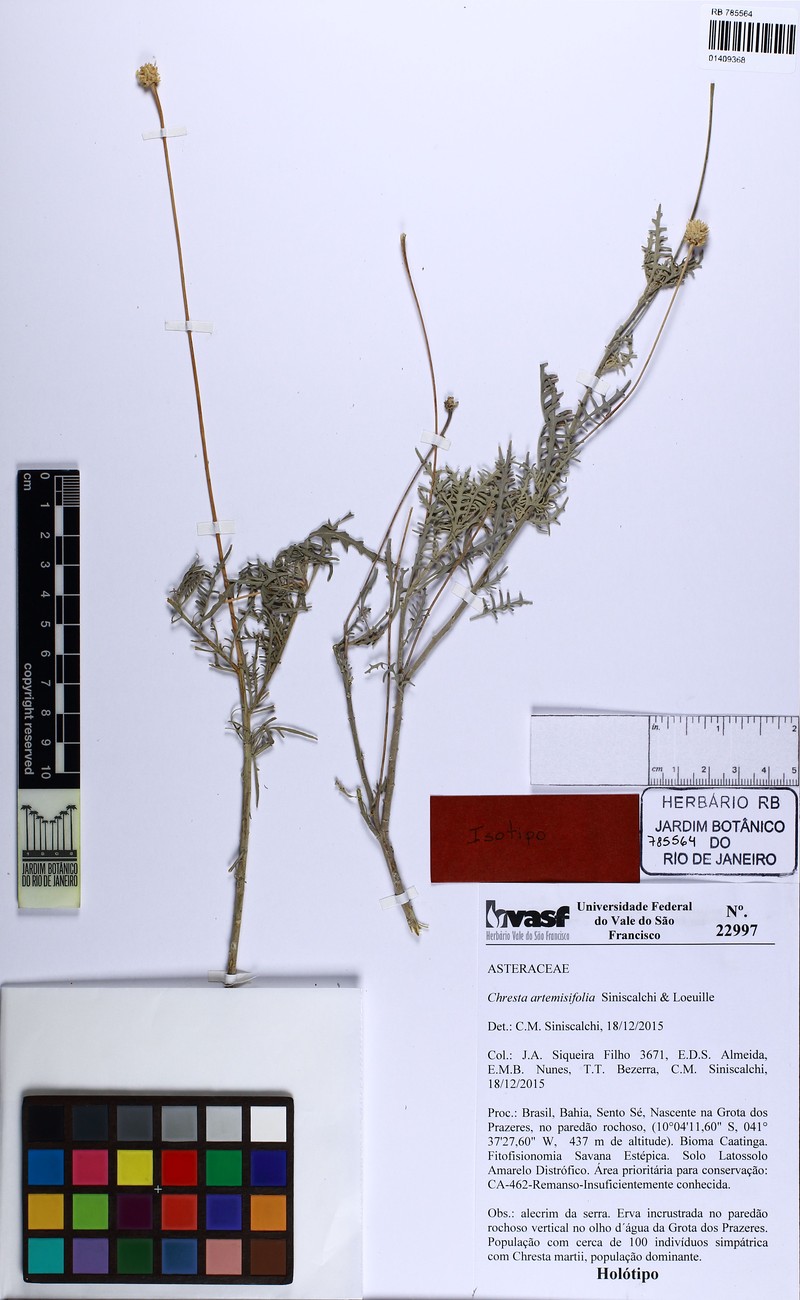 Chresta artemisiifolia