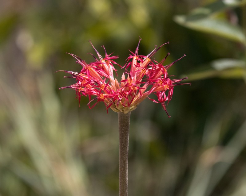Chresta curumbensis