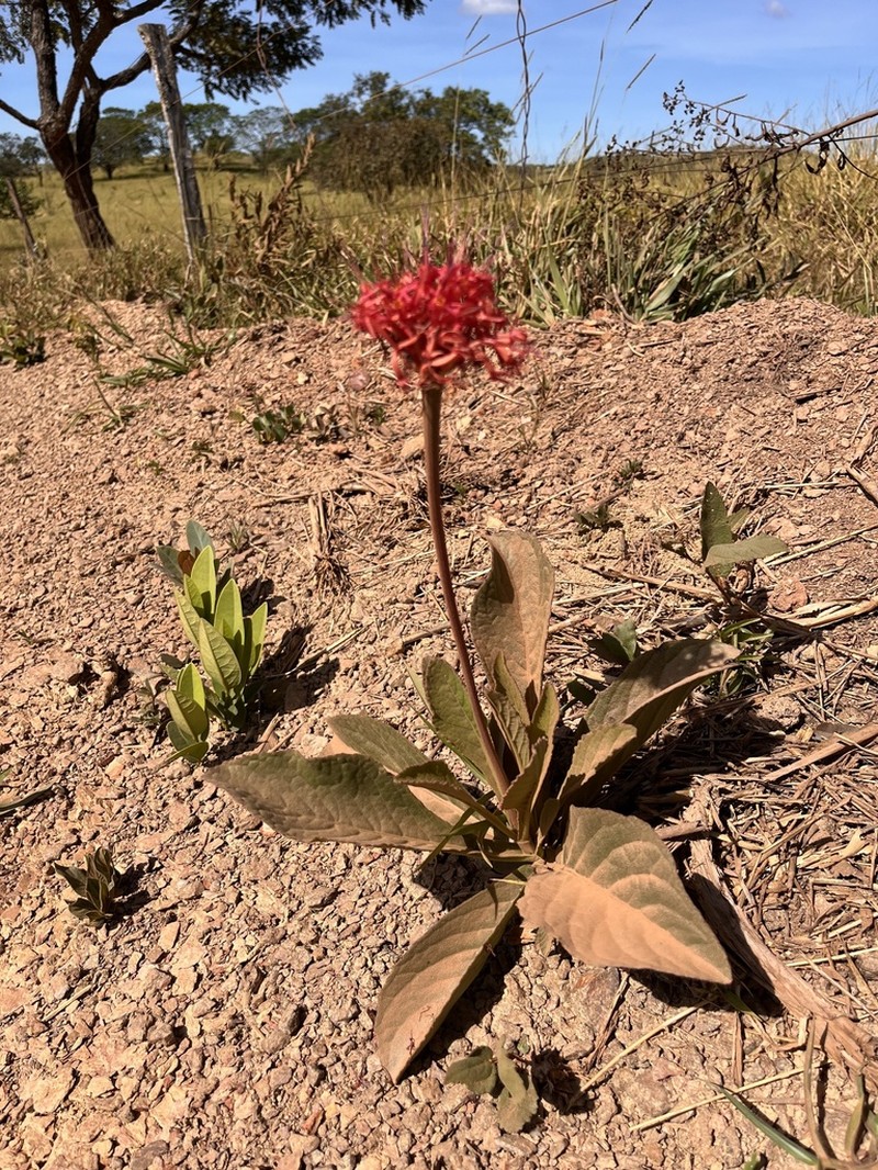 Chresta curumbensis photo 2