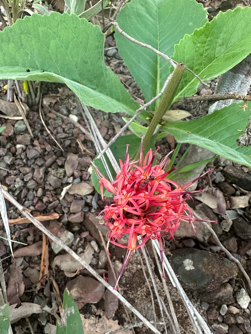 Chresta curumbensis photo 3
