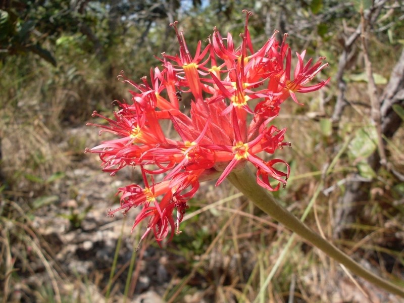 Chresta curumbensis photo 4