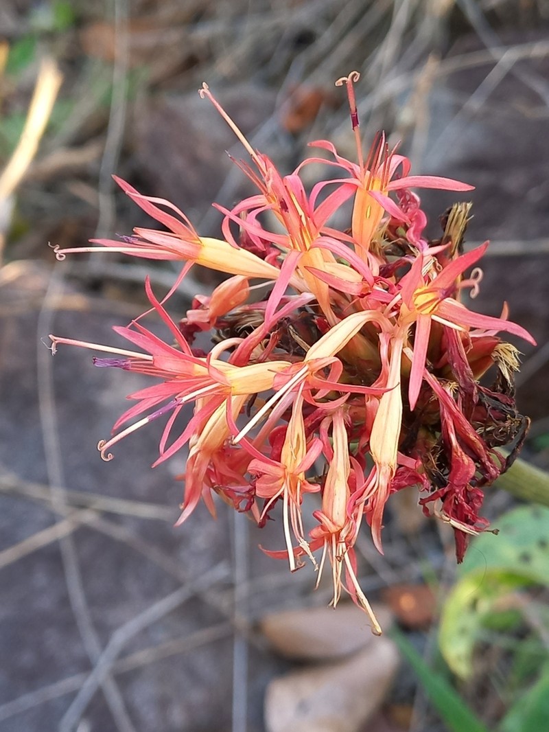 Chresta curumbensis photo 5