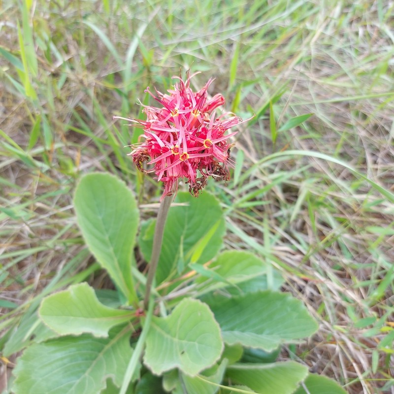 Chresta curumbensis photo 6