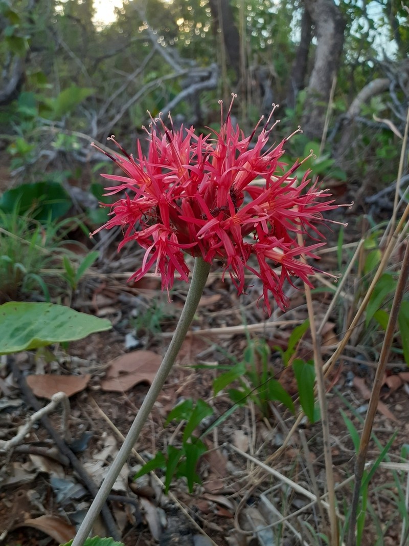Chresta curumbensis photo 7