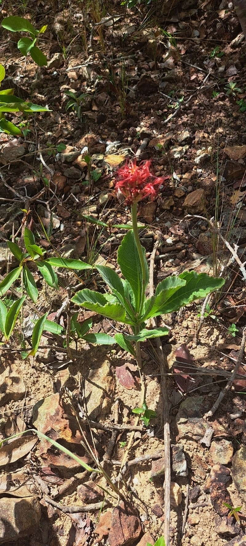 Chresta curumbensis photo 8
