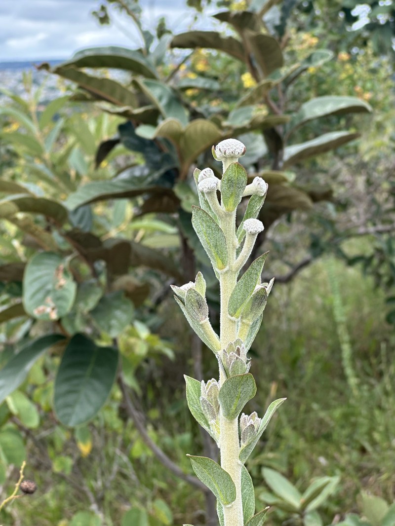 Chresta exsucca photo 6