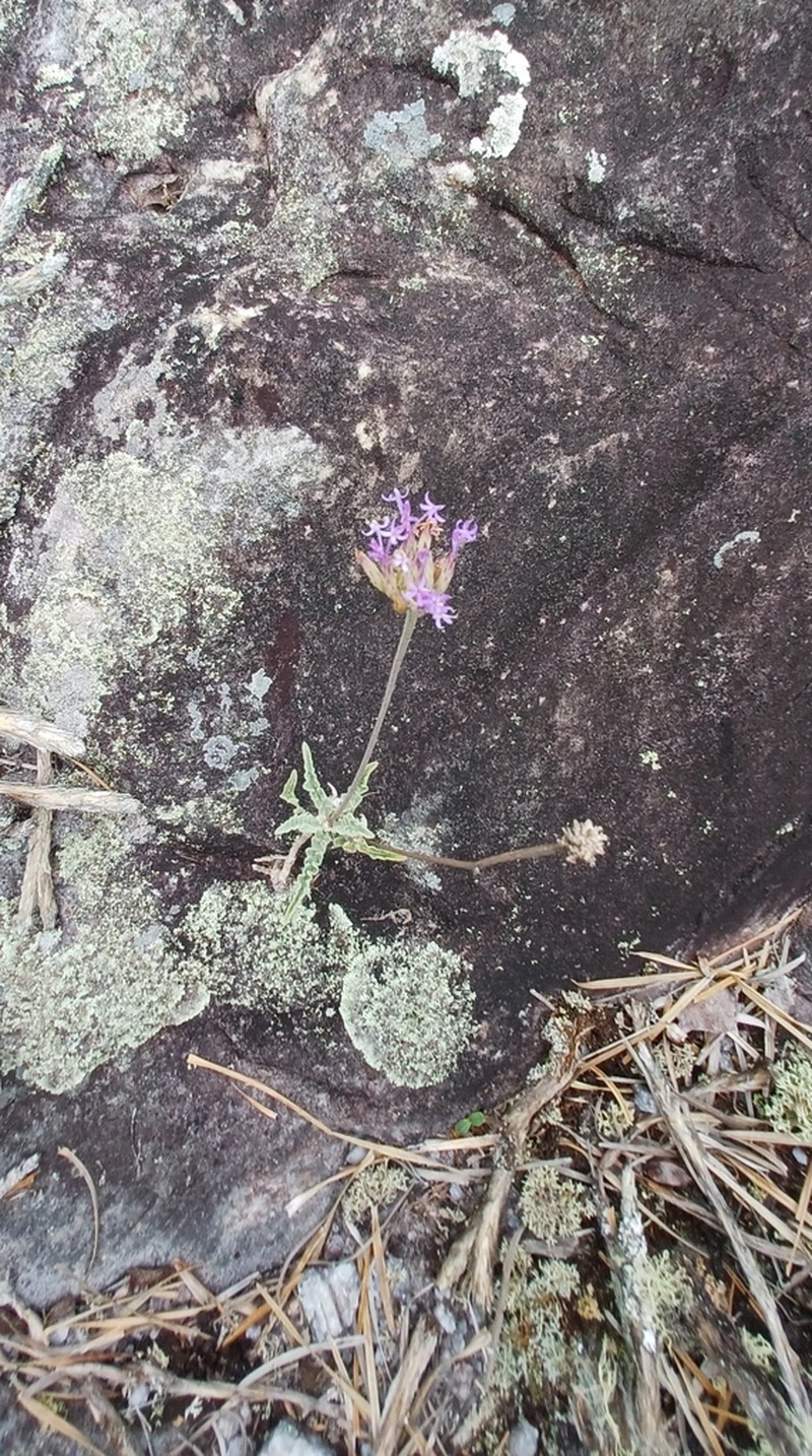 Chresta filicifolia