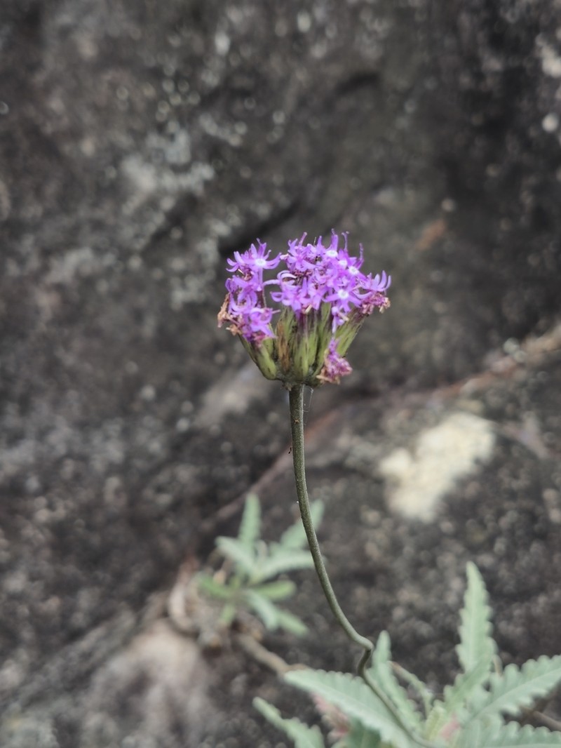 Chresta filicifolia photo 2