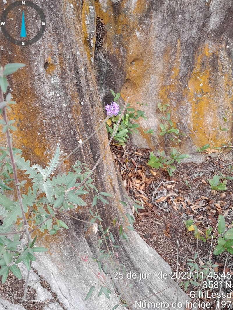 Chresta filicifolia photo 6