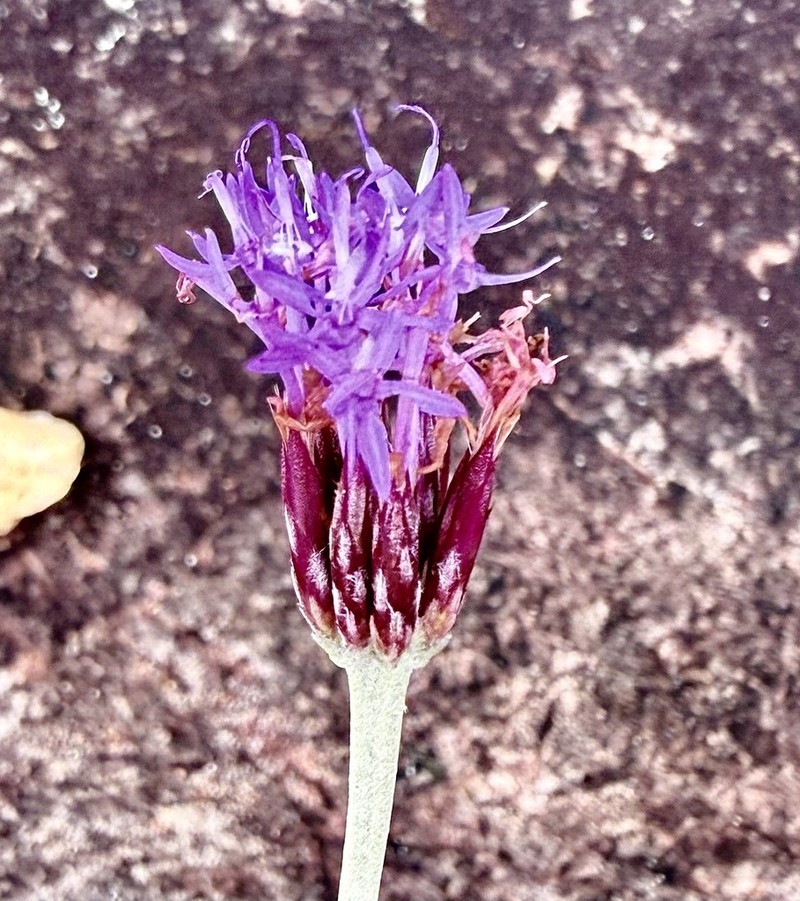 Chresta harleyi