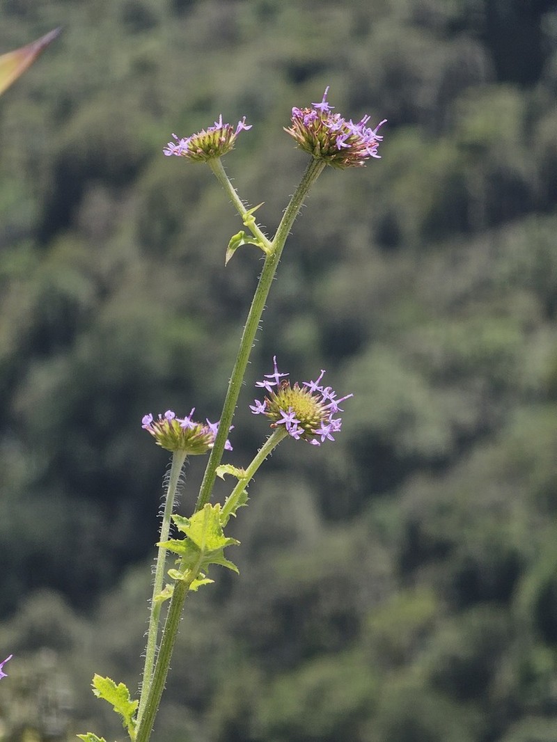 Chresta heteropappa photo 3