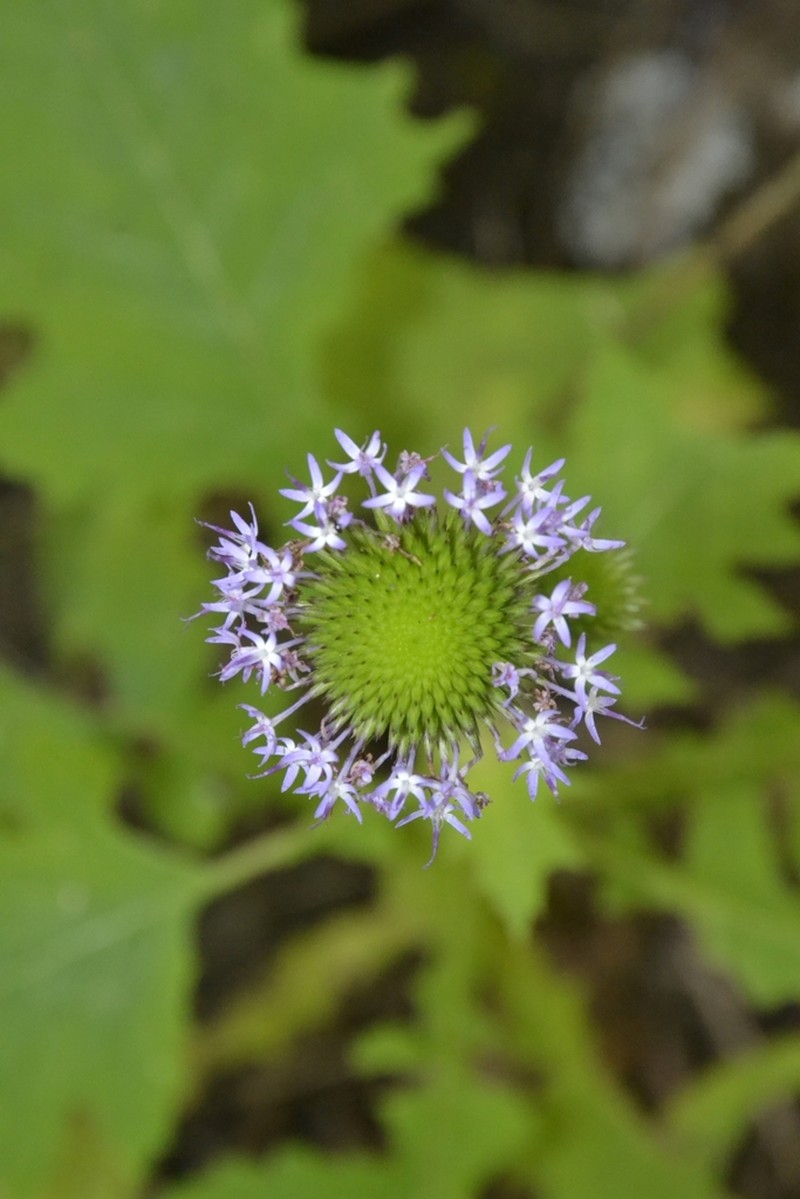Chresta heteropappa photo 4