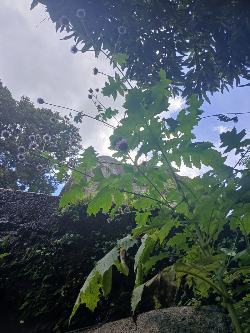 Chresta heteropappa photo 5