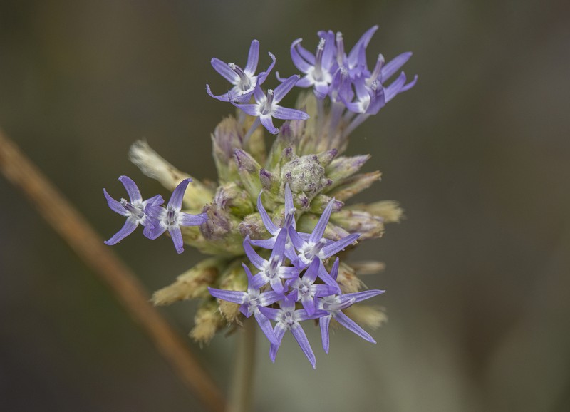 Chresta martii